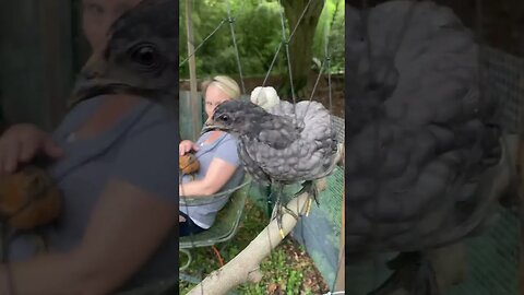 Wait till the end ! 😎😎 #backyardchickens