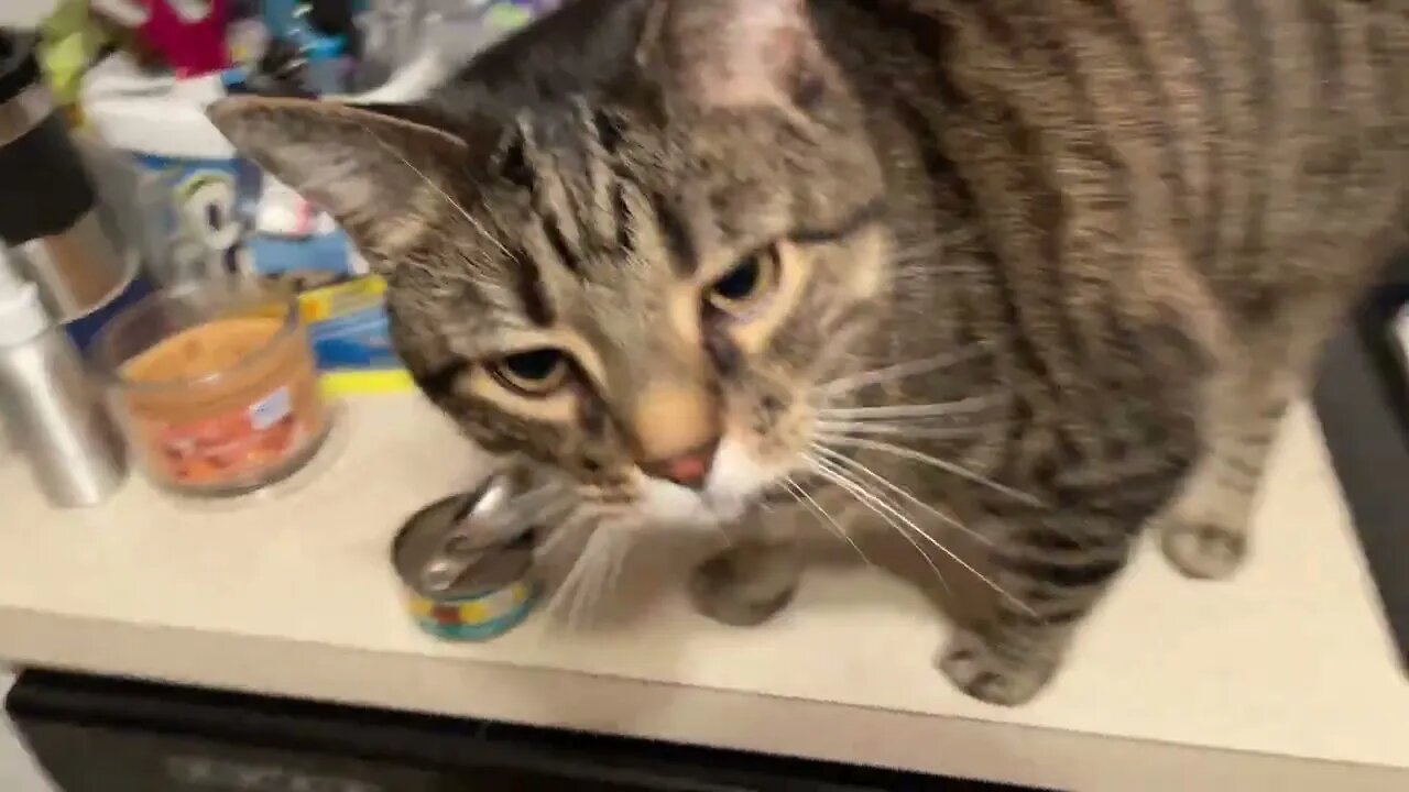 Zeus Awaits For Food On Countertop