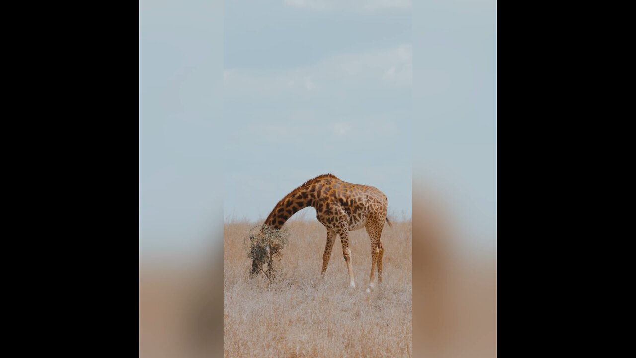 Giraffes can do what?