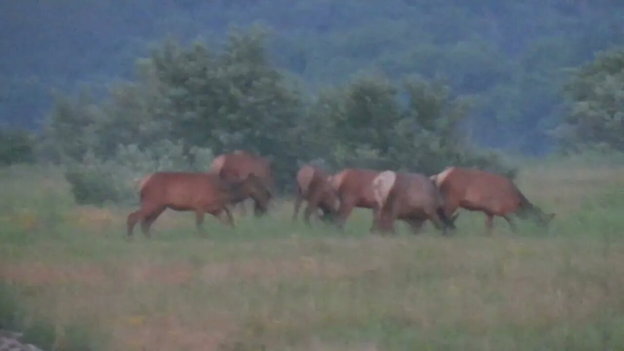 Pennsylvania Elk on 4th of July 2023