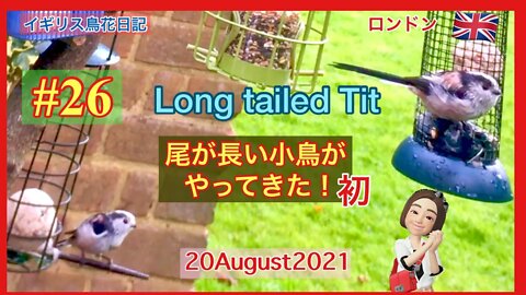 【鳥観察#26】ロングテイルティットがやってきた/インコとスターリングのにらみ合い / ハトにビビるインコ