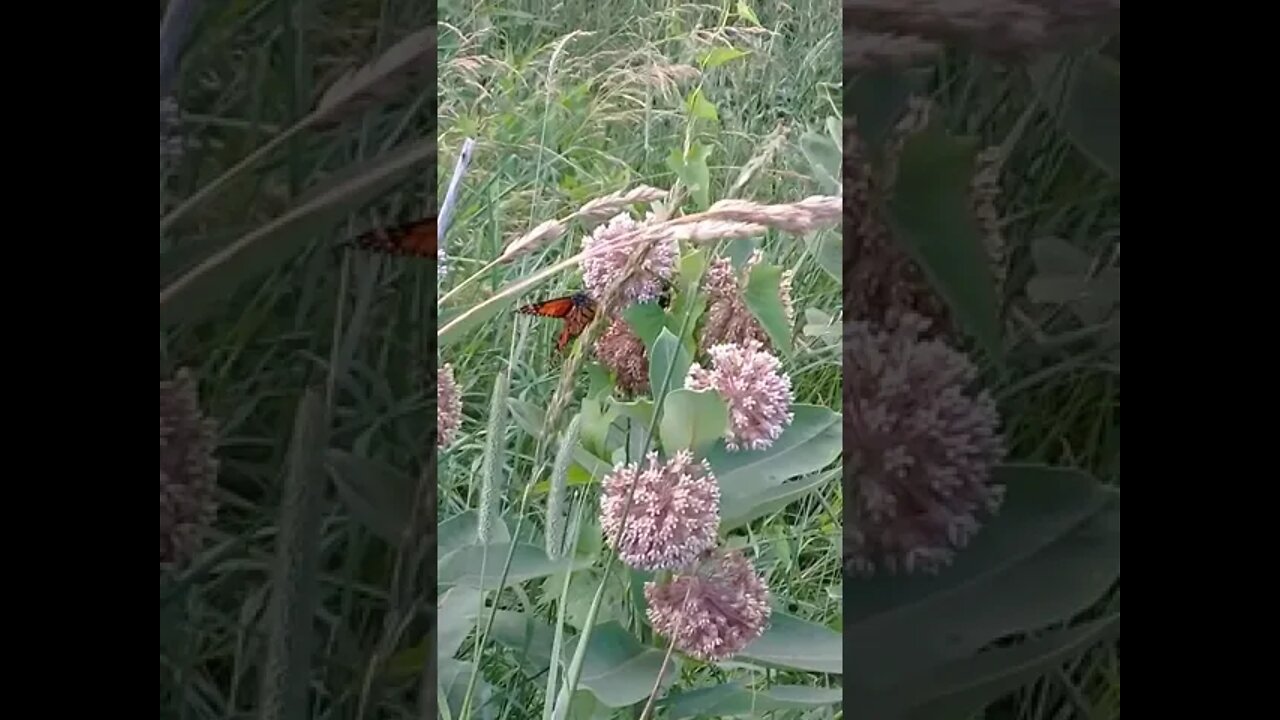 Beautiful Nature 🐝🌸