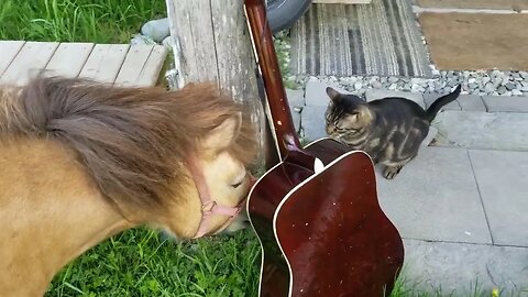 Hasselman makes a new friend 🐱