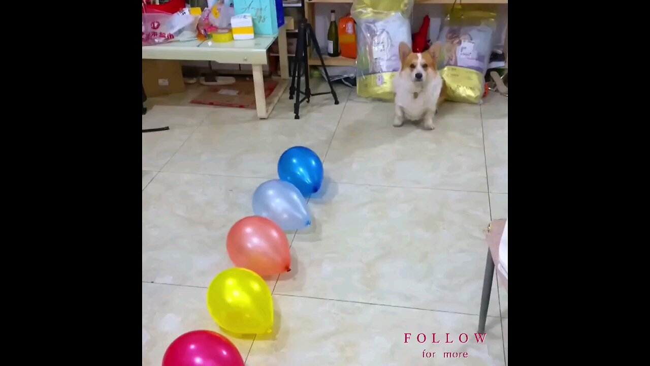 Target*of*Blue*Bloon*Given *to *the*dog_🐕🤣