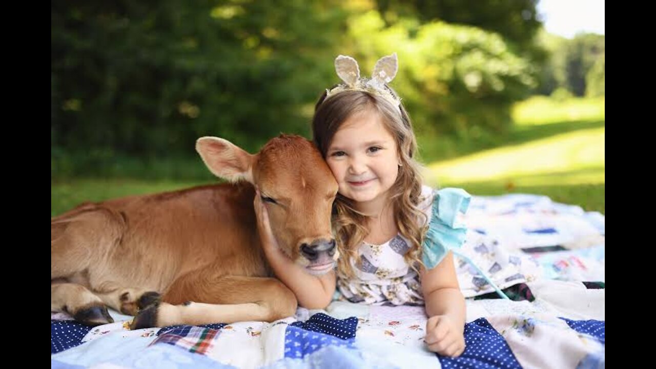 Baby girl sleeping on cow's baby in fun