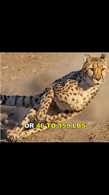 The Tiger: Nature’s Speedster