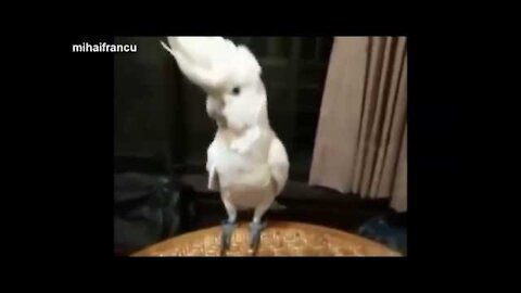 Funny Parrots Dancing Compilation!