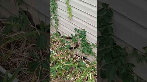 Where's He Going 🐍 Snake On My House