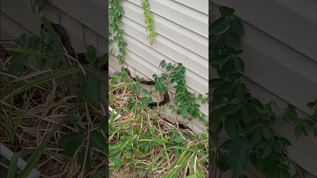 Where's He Going 🐍 Snake On My House
