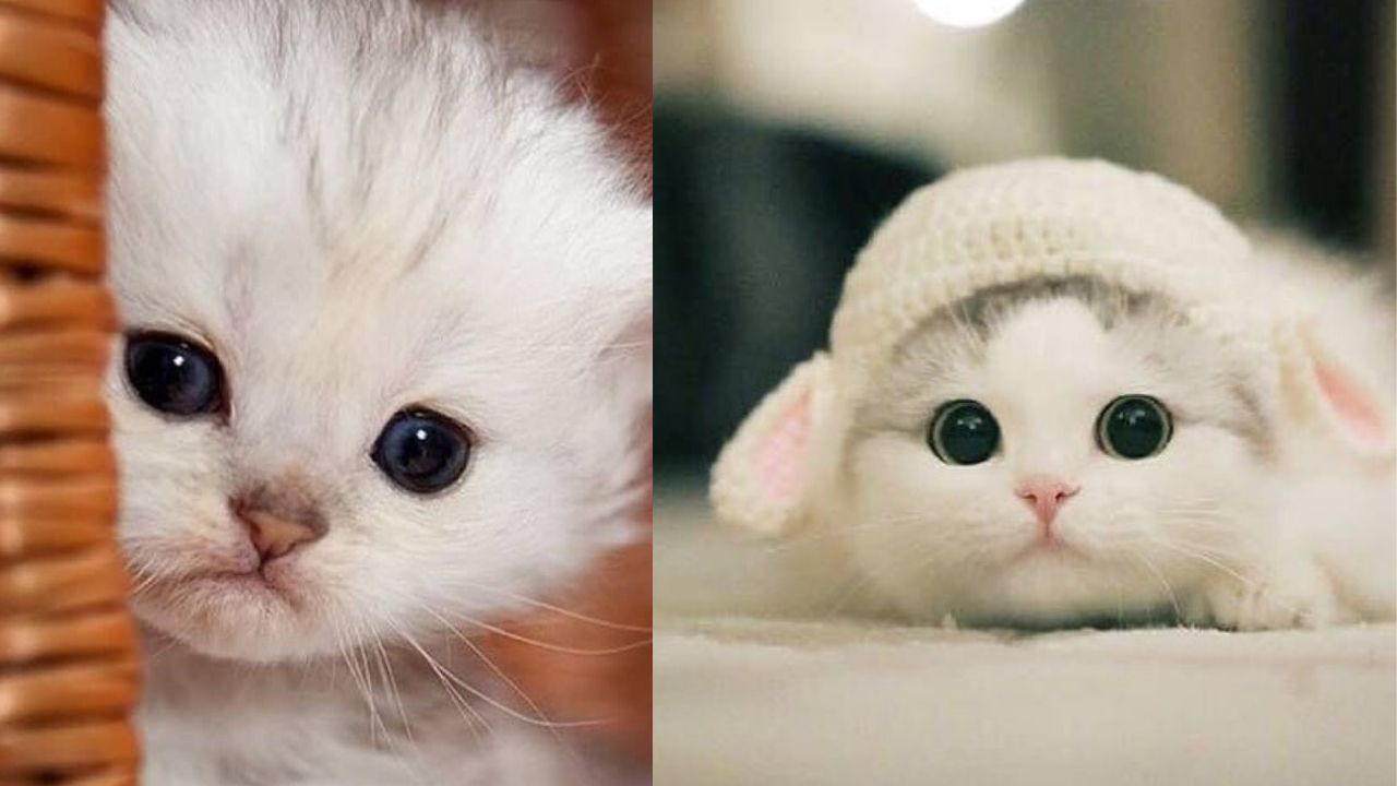 Super cute cats1