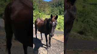 Our elderly horse visits for a cuddle