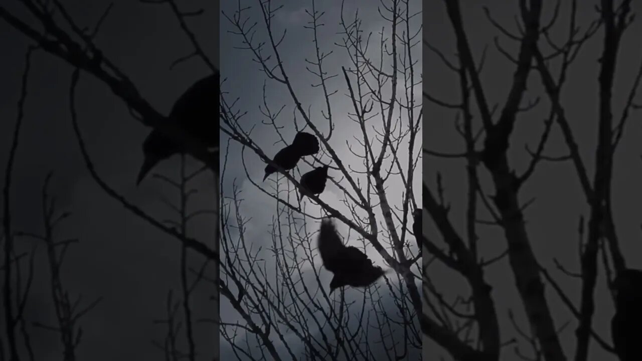 The mirror of time read by urmaker #urmaker #shorts #horror