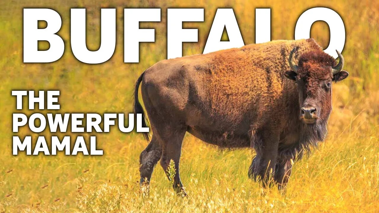 THE POWERFUL MAMAL | FACTS ABOUT BUFFALO | AFRICAN | AMERICAN | BISON | BUFFALO | ANIMAL | NATURE