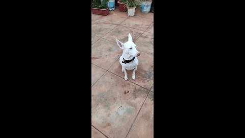 Alia Playing With My Hand - #rajapalyam #indiandoglovers #indiandogbreed