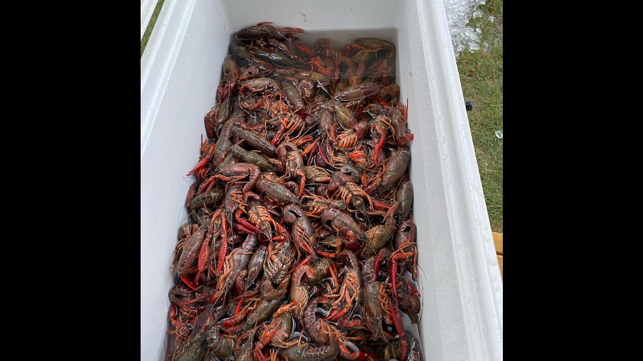 Crawfish South Carolina style