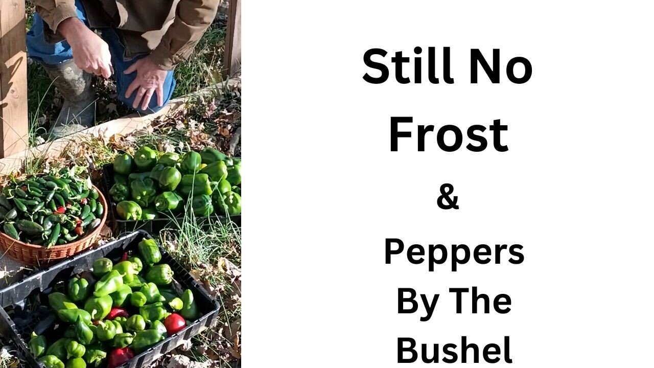 Frost Update And Peppers