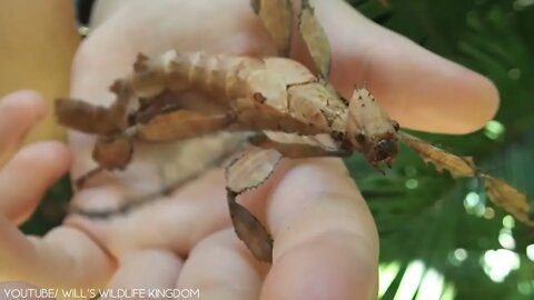 Beautiful Insects You can Keep as Pets