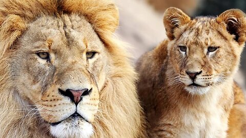 The "Whelp" of the Lion of Judah! The King is COMING! Another pointing to Passover!