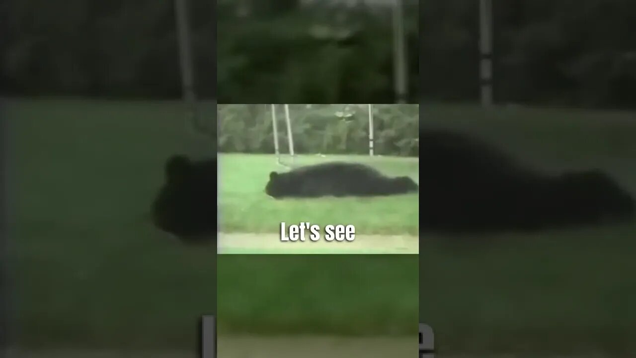 Bear 🐻 in Tree 🌳 Trampoline