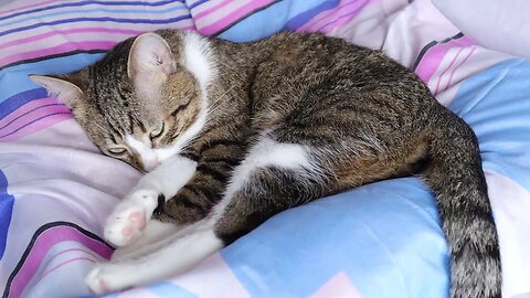 After a Long Day at Work, Cat Is Tired