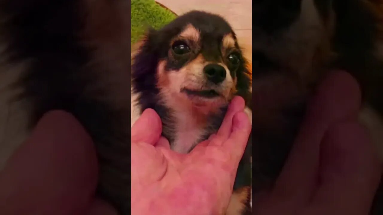 Funniest Cat and Dog Videos Compilation