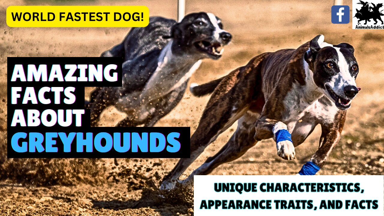 Facts About Greyhound Dogs | Fastest Dog In The World 2023 | Greyhound Dogs Facts, Traits and More