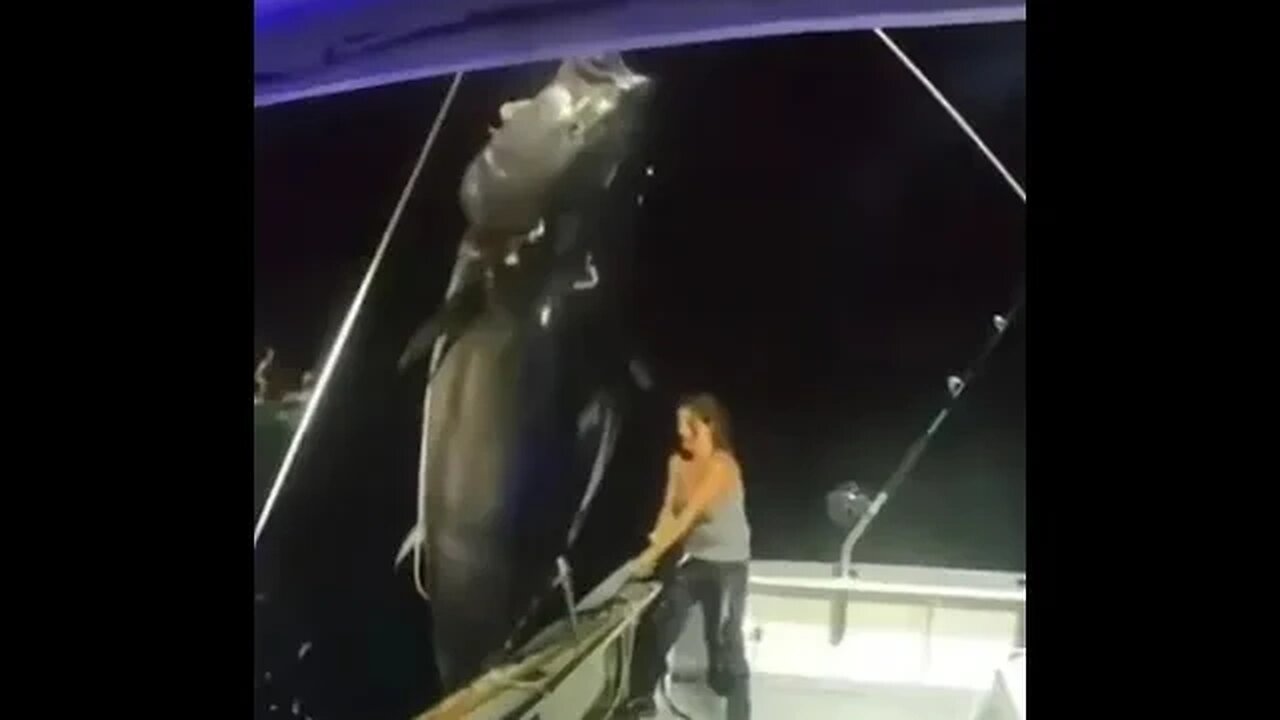 Woman wrangles giant fish...