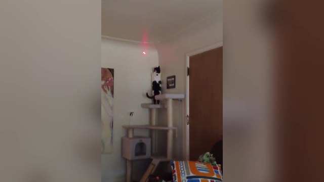 "Funny Cat Chases the Red Laser Dot"