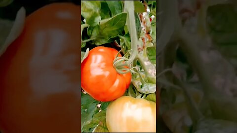 Tomato farming #farming #youtubeshort #tomato #viral #shorts #vegetables