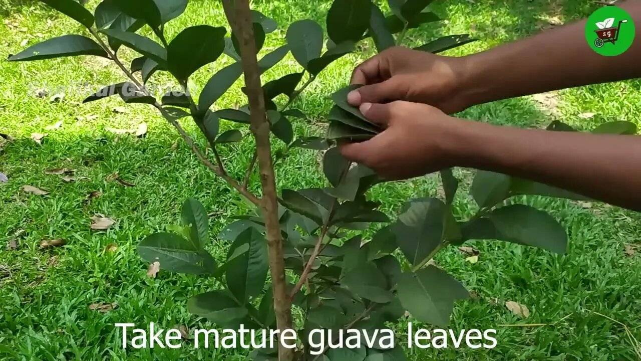 How to grow guava trees from guava leaves