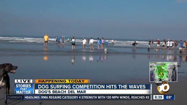 Dozens Of Dogs Hit The Beach At Del Mar To Surf For A Good Cause