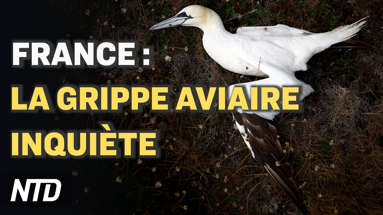 France : la grippe aviaire inquiète ; Chine-Russie : les échanges commerciaux s'accélèrent