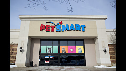 Going to PetSmart to buy some Guinea Pig Items and having a Haul after.