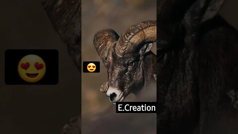 Markhor...