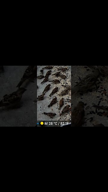 Lots Of Sparrows Visit! 🐦