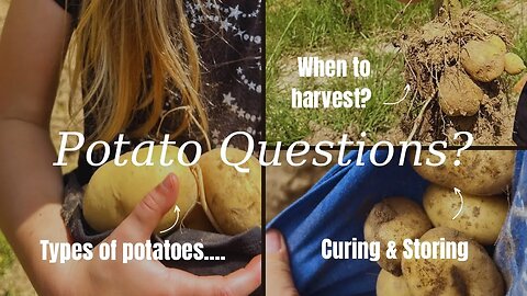 Harvest, Cure, & Store Potatoes | Types of Potatoes | Kennebec Potatoes