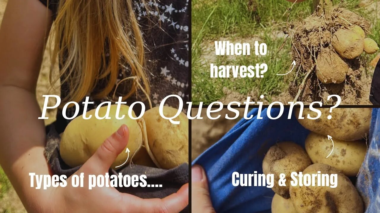 Harvest, Cure, & Store Potatoes | Types of Potatoes | Kennebec Potatoes