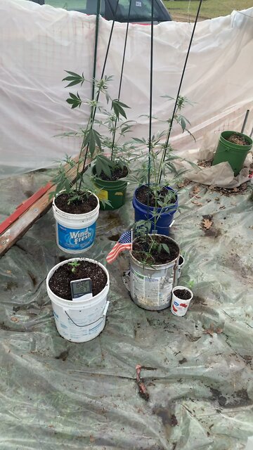 DHP weed greenhouse SU, apr 24, 2022 🧂