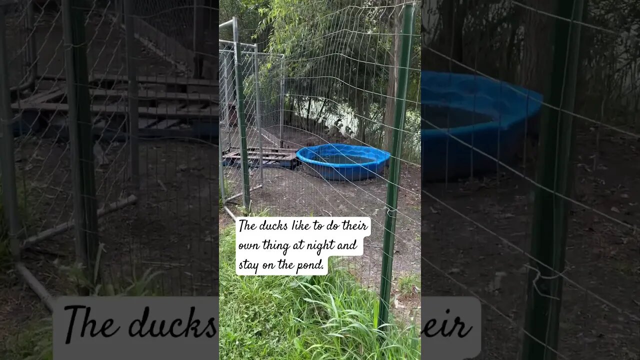 HEY! Check on the ducks with me! #animals #vlog