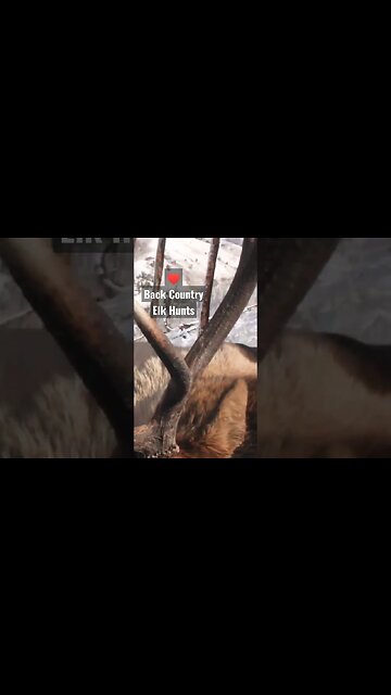 I love Backcountry elk hunts! #elk #elkhunting #hunting #shortsvideo #shortsfeed #bullelk #lovethis