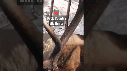 I love Backcountry elk hunts! #elk #elkhunting #hunting #shortsvideo #shortsfeed #bullelk #lovethis