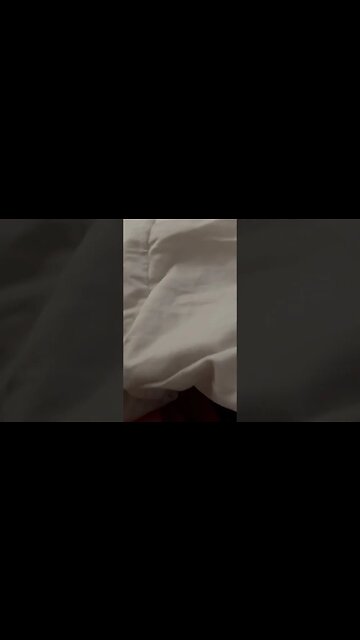 ⚠️Danger⛔️#chihuahuababy #chihuahuapuppy #puppyadventures #aggressivedog #dogattitudestatus #jaws