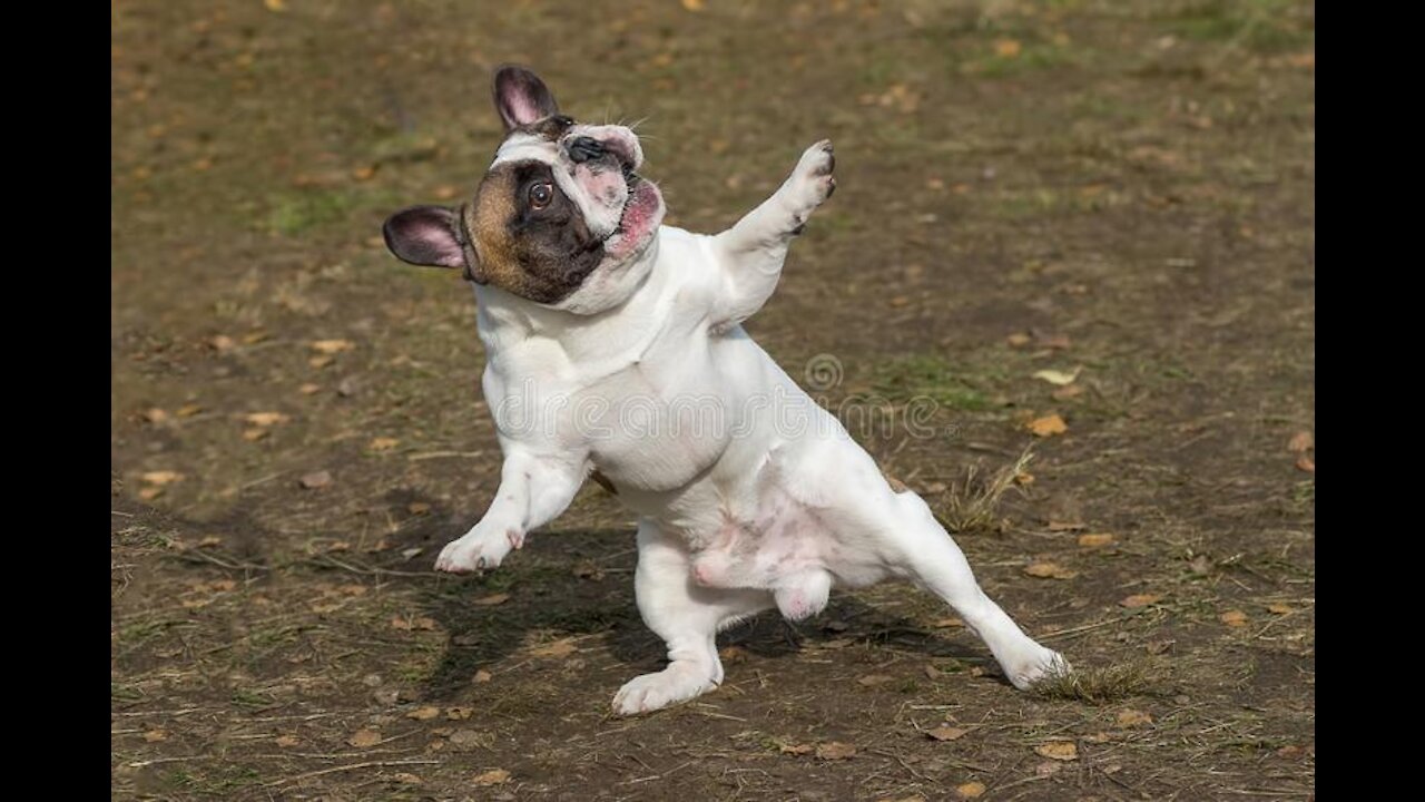 Dancing dog