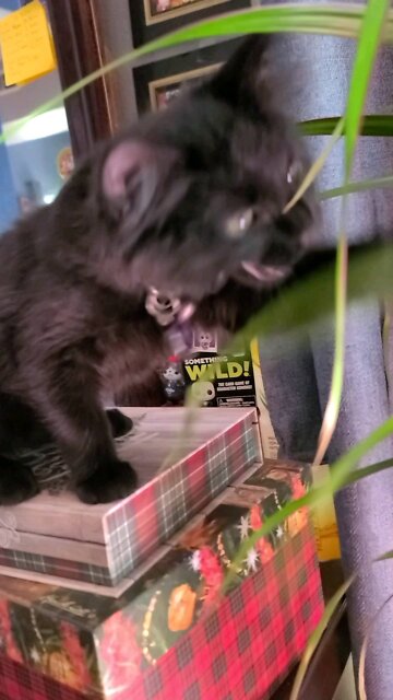 Kiwi attacks plant !