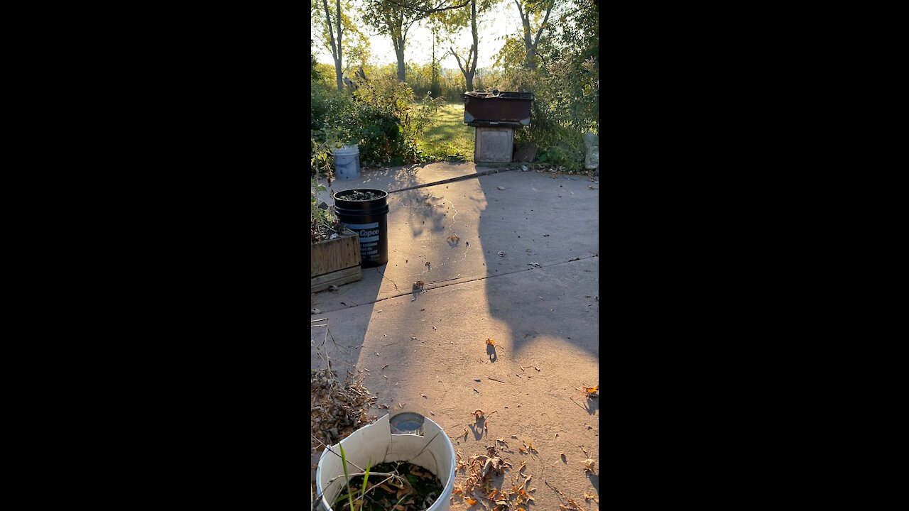 Little snail trails on the walkway