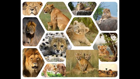 Amazing Wild Animals collection