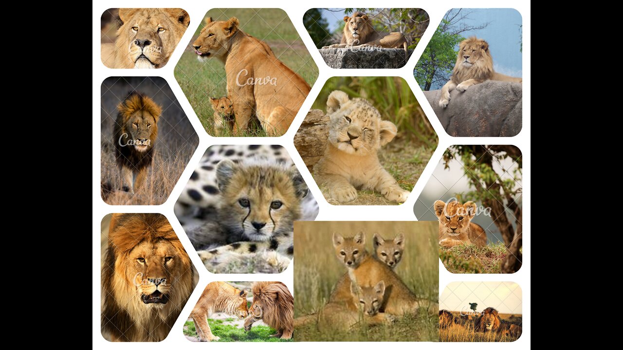 Amazing Wild Animals collection