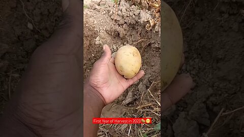 Huge First Year of Harvesting Potatoes😁🥔|#shorts #short #food #farming #shortvideo #viral #video