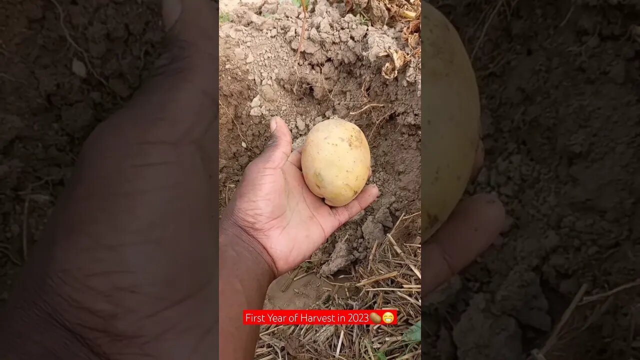Huge First Year of Harvesting Potatoes😁🥔|#shorts #short #food #farming #shortvideo #viral #video