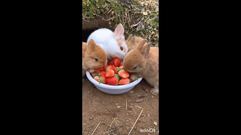 The rabbits are eating